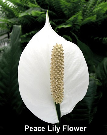 Peace Lily Plant - Spathyphyllium - 4" Glazed Ceramic Pot and Saucer