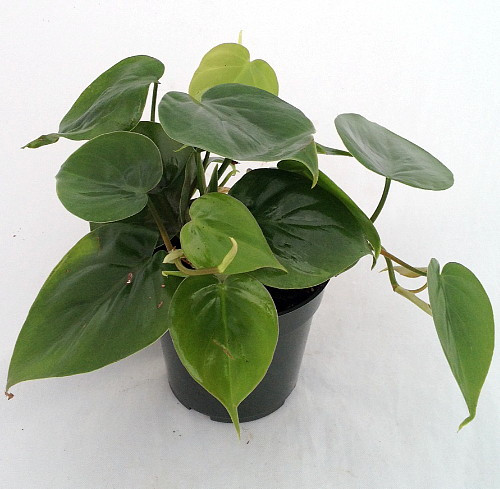 Hirt's Gardens Heart Leaf Philodendron - Easiest House Plant to Grow - 4" Pot