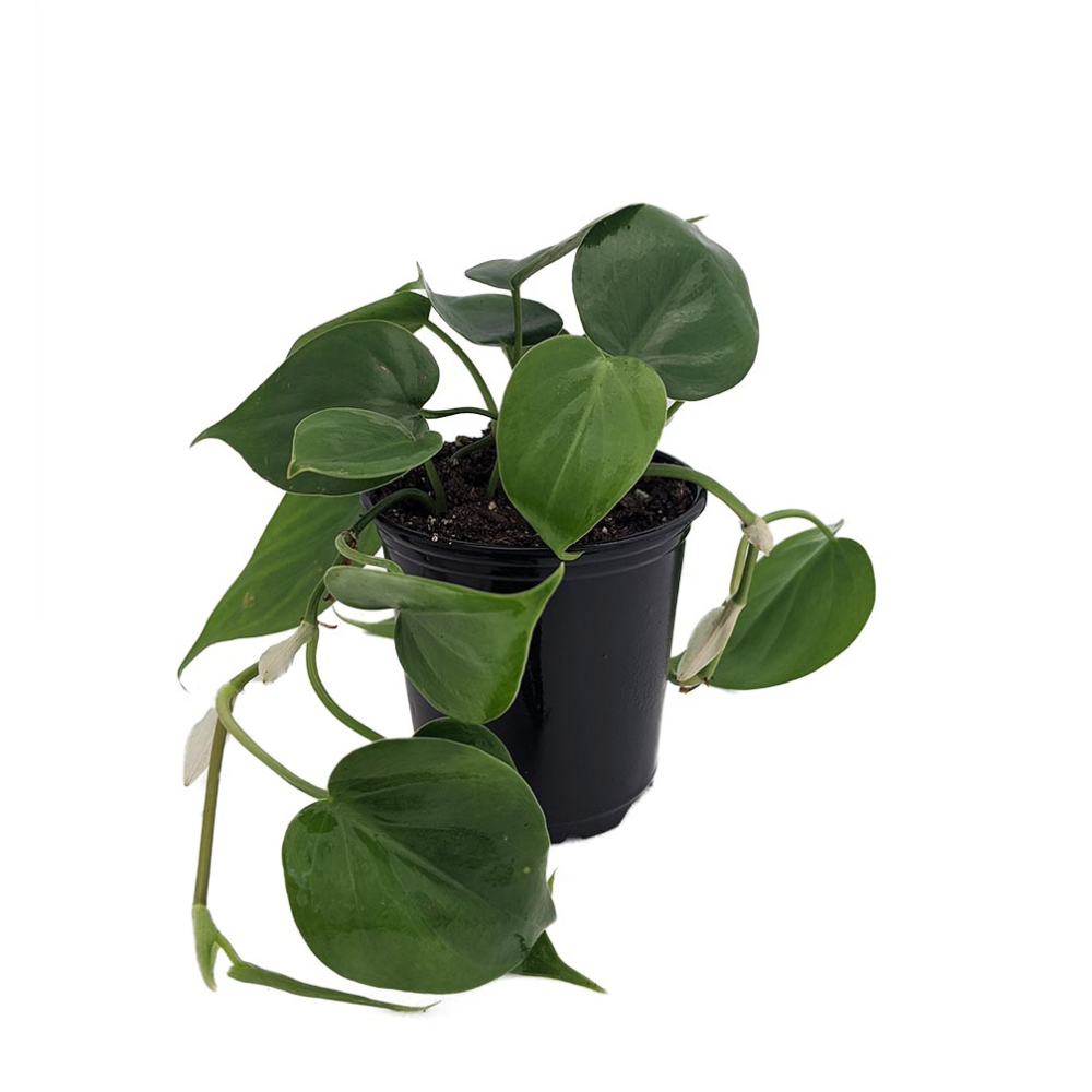 Hirt's Gardens Heart Leaf Philodendron - Easiest House Plant to Grow - 4" Pot