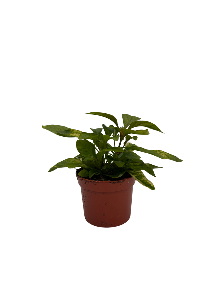 Biblical Yellow St. Joseph's Coat -Alternanthera- Easy Houseplant-2.5" Pot