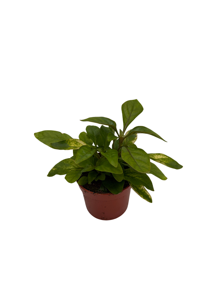 Biblical Yellow St. Joseph's Coat -Alternanthera- Easy Houseplant-2.5" Pot