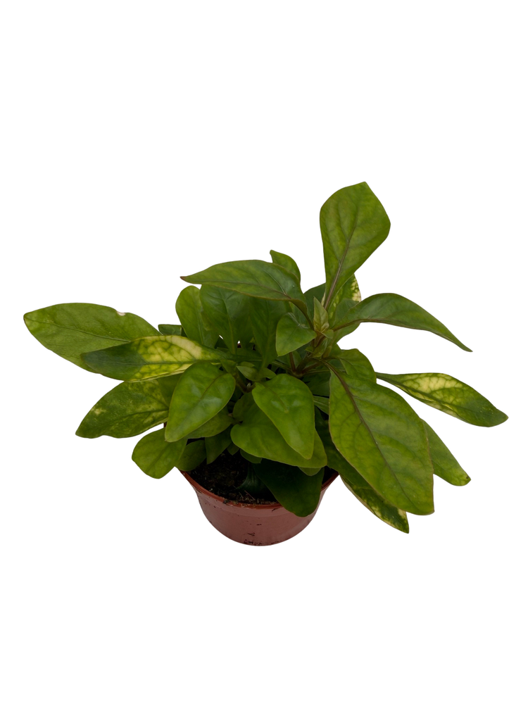 Biblical Yellow St. Joseph's Coat -Alternanthera- Easy Houseplant-2.5" Pot