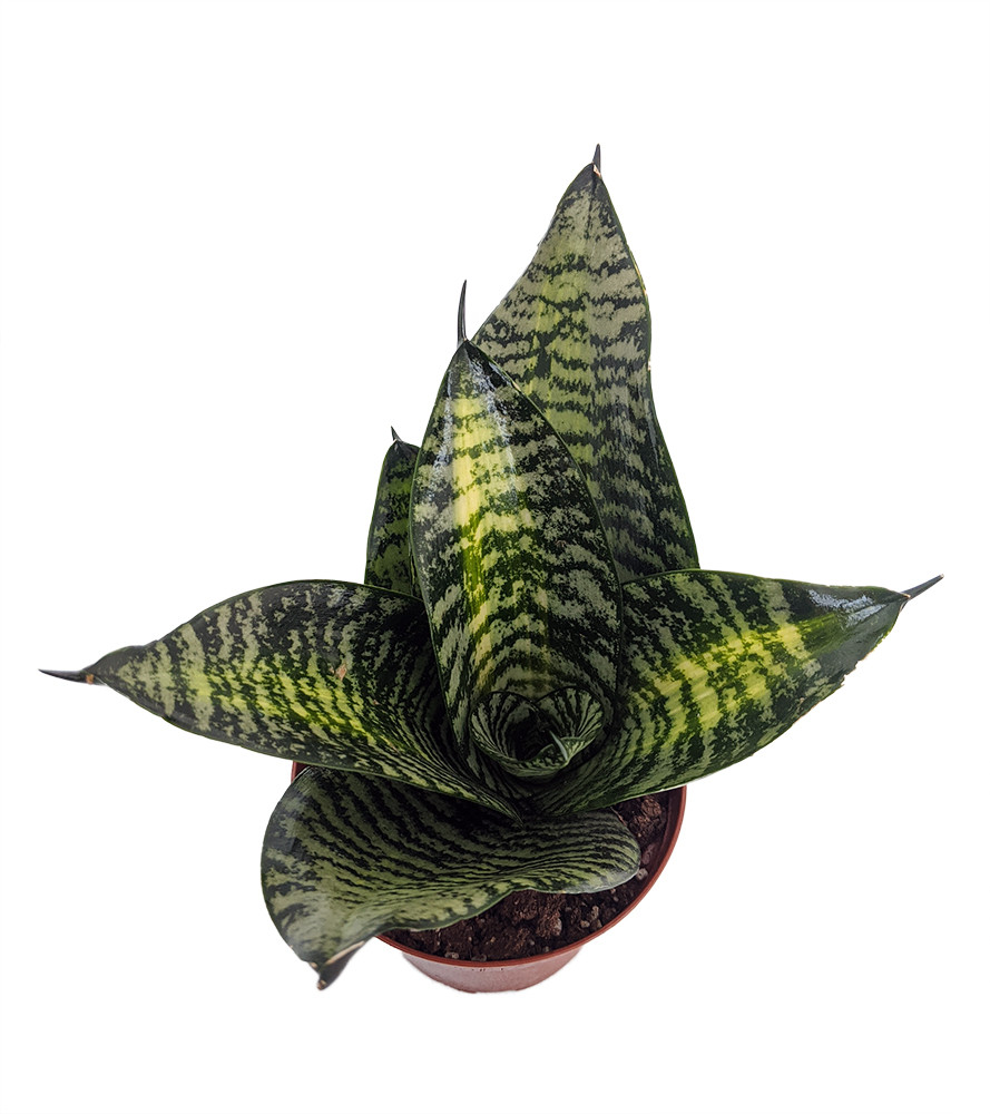 Tiger Star Snake Plant - Sansevieria - Almost Impossible to Kill - 3.7" Pot