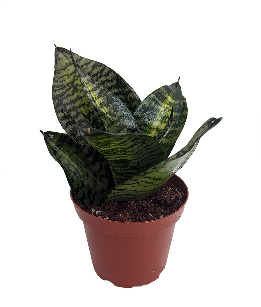 Tiger Star Snake Plant - Sansevieria - Almost Impossible to Kill - 3.7" Pot
