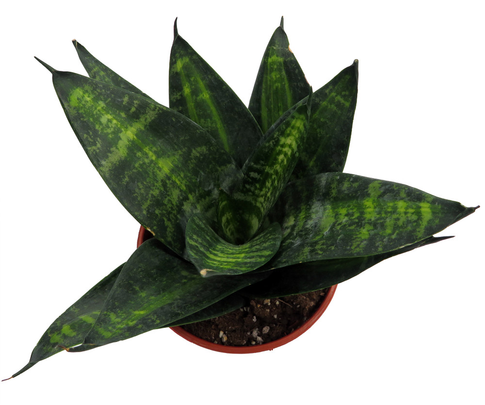 Tiger Star Snake Plant - Sansevieria - Almost Impossible to Kill - 3.7" Pot