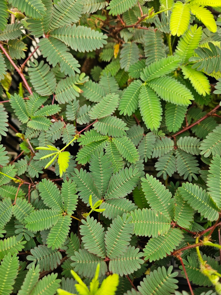 Sensitive Plant - Leaves Move - Mimosa pudica - 4" Pot