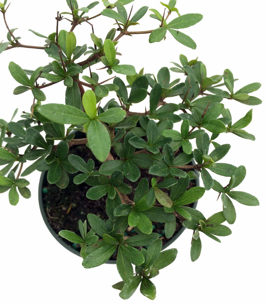 Dwarf Black Olive Tree - Indoors or Out - 4" pot - Bucida spinosa