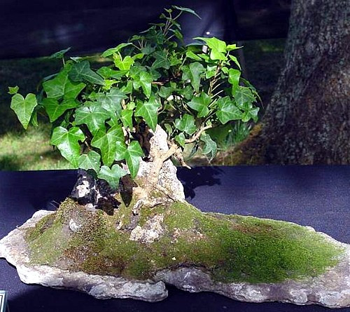 English Ivy 4 Plants Hardy Groundcover Great Bonsai 1 3 4 Pots Hirt S Gardens