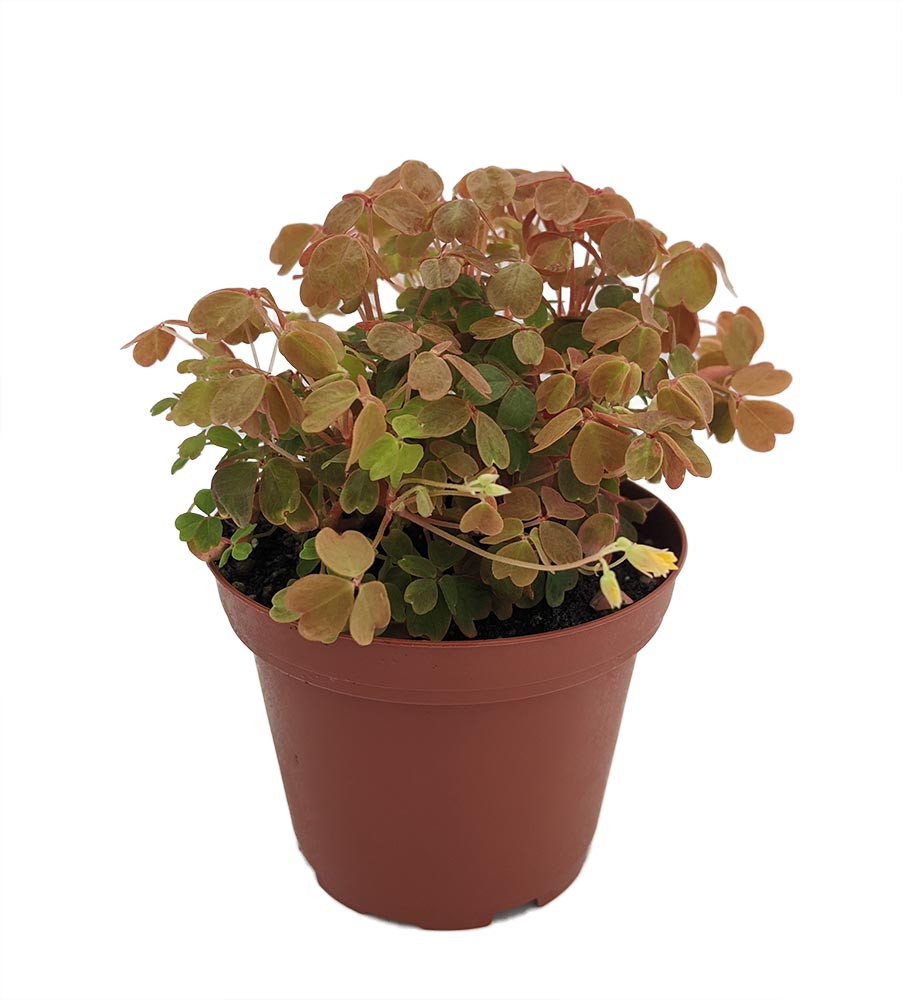 Coppertones Shamrock Plant - Oxalis - 3.7" Pot - Indoors/Out