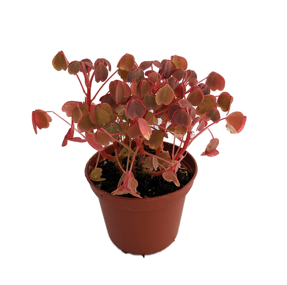 Coppertones Shamrock Plant - Oxalis - 3.7" Pot - Indoors/Out