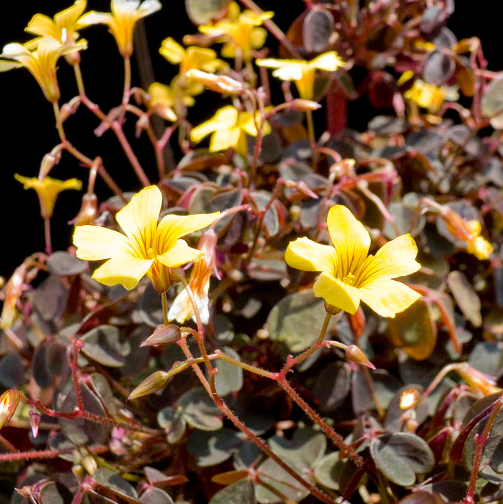 Coppertones Shamrock Plant - Oxalis - 3.7" Pot - Indoors/Out