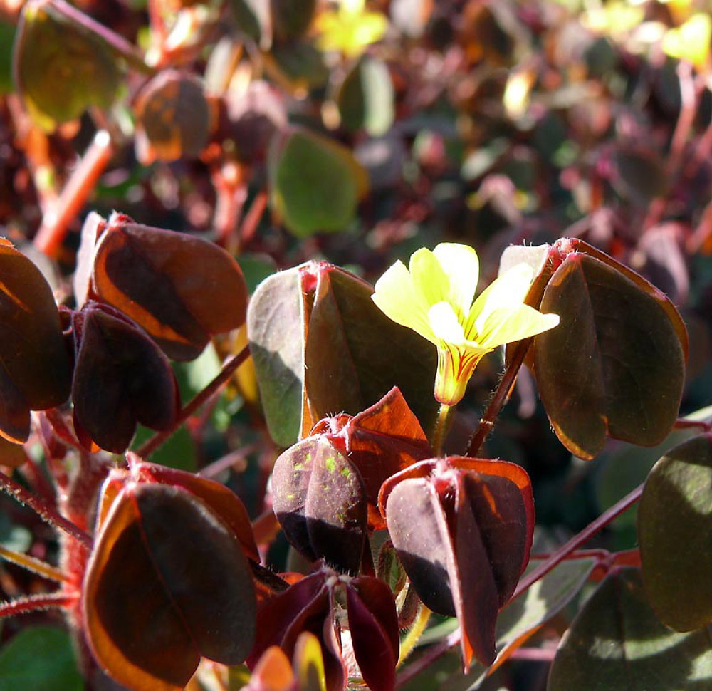 Coppertones Shamrock Plant - Oxalis - 3.7" Pot - Indoors/Out