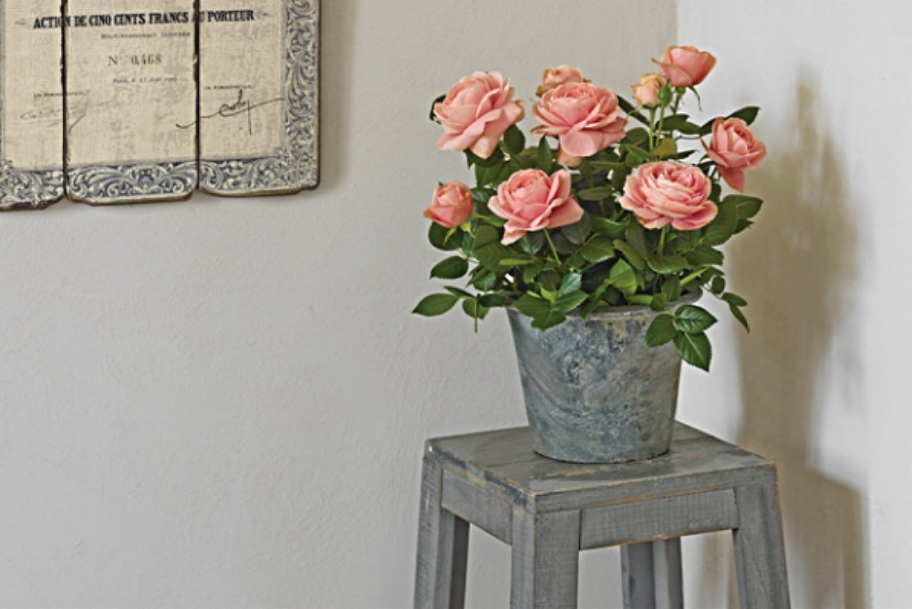 PatioHit® 'Carmela' Miniature Rose Bush - Everblooming/Fragrant - 2.5" Pot