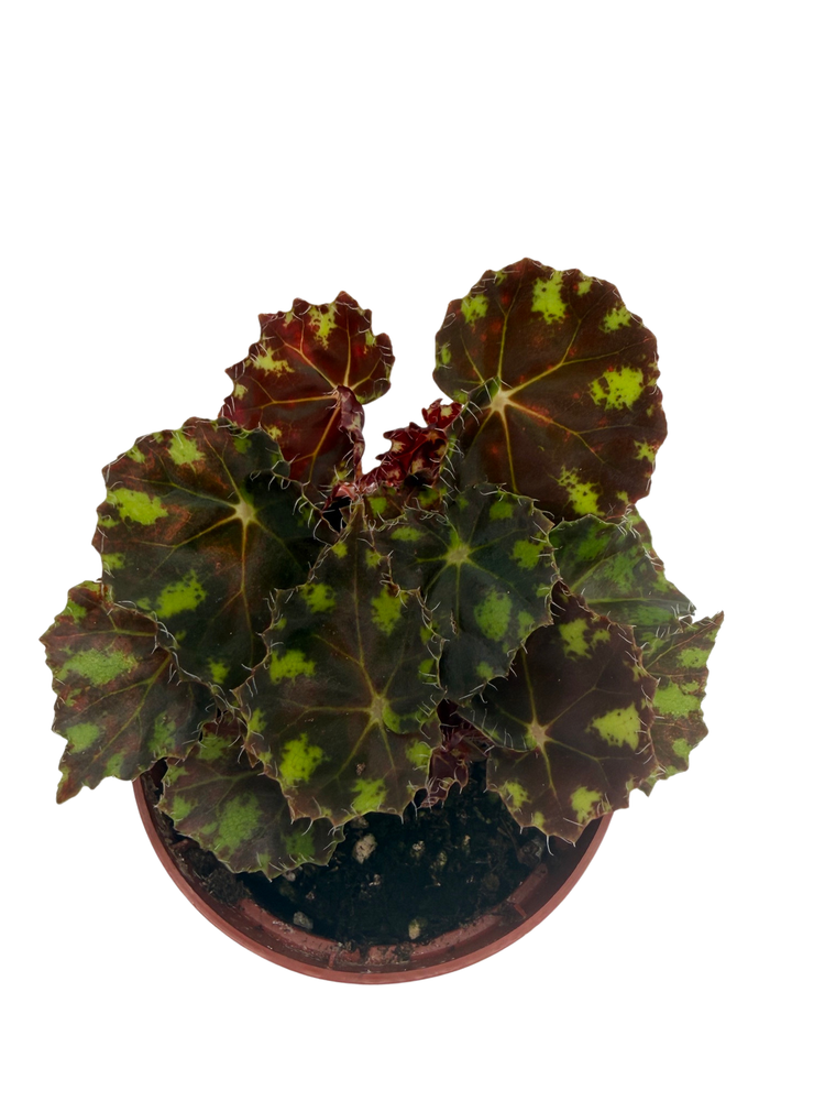 Little Darling Begonia Plant -2.5" Pot- Terrarium/Fairy Garden/HousePlant