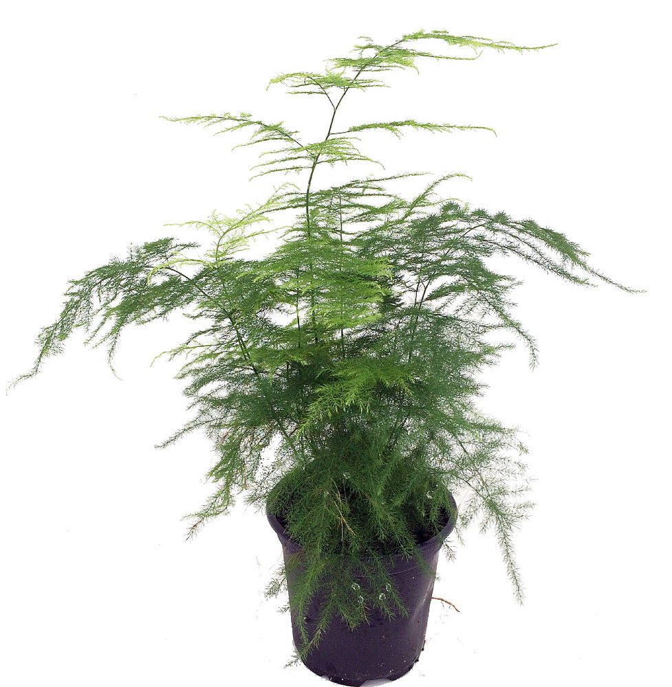 Fern Leaf Plumosus Asparagus Fern - 4" Pot- Live Plant