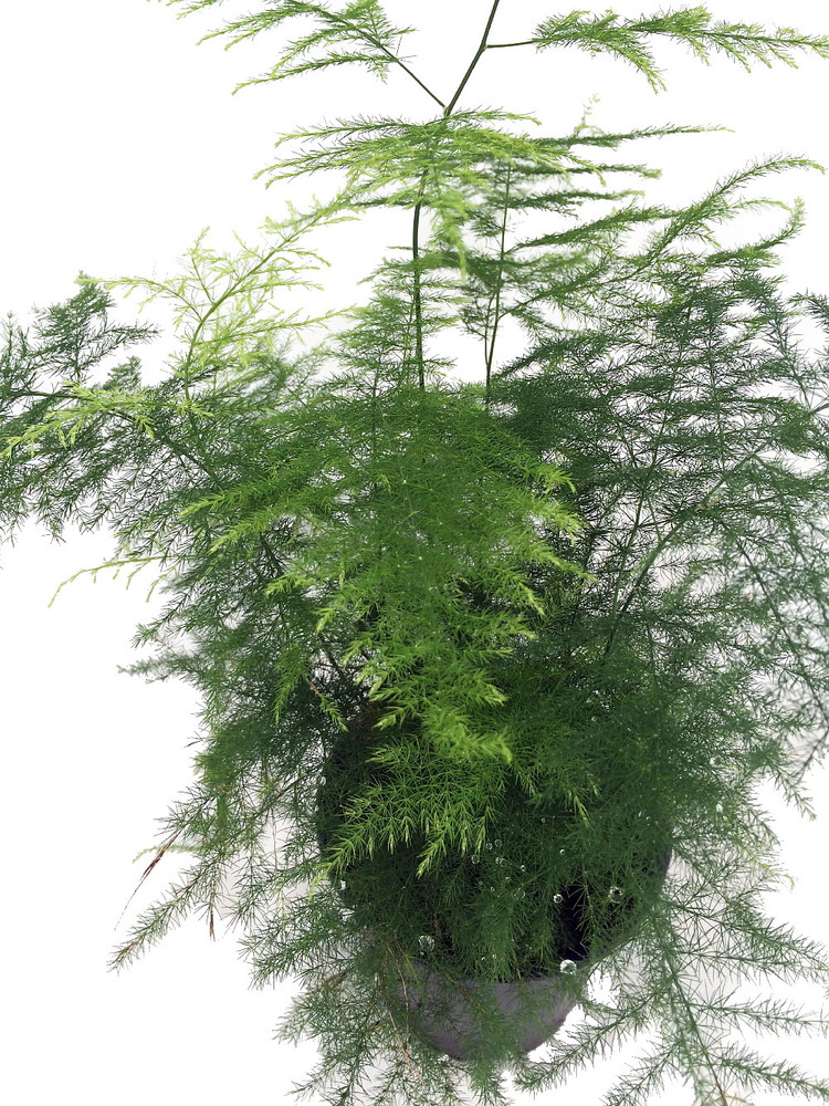 Fern Leaf Plumosus Asparagus Fern - 4" Pot- Live Plant