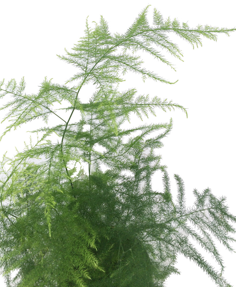 Fern Leaf Plumosus Asparagus Fern - 4" Pot- Live Plant