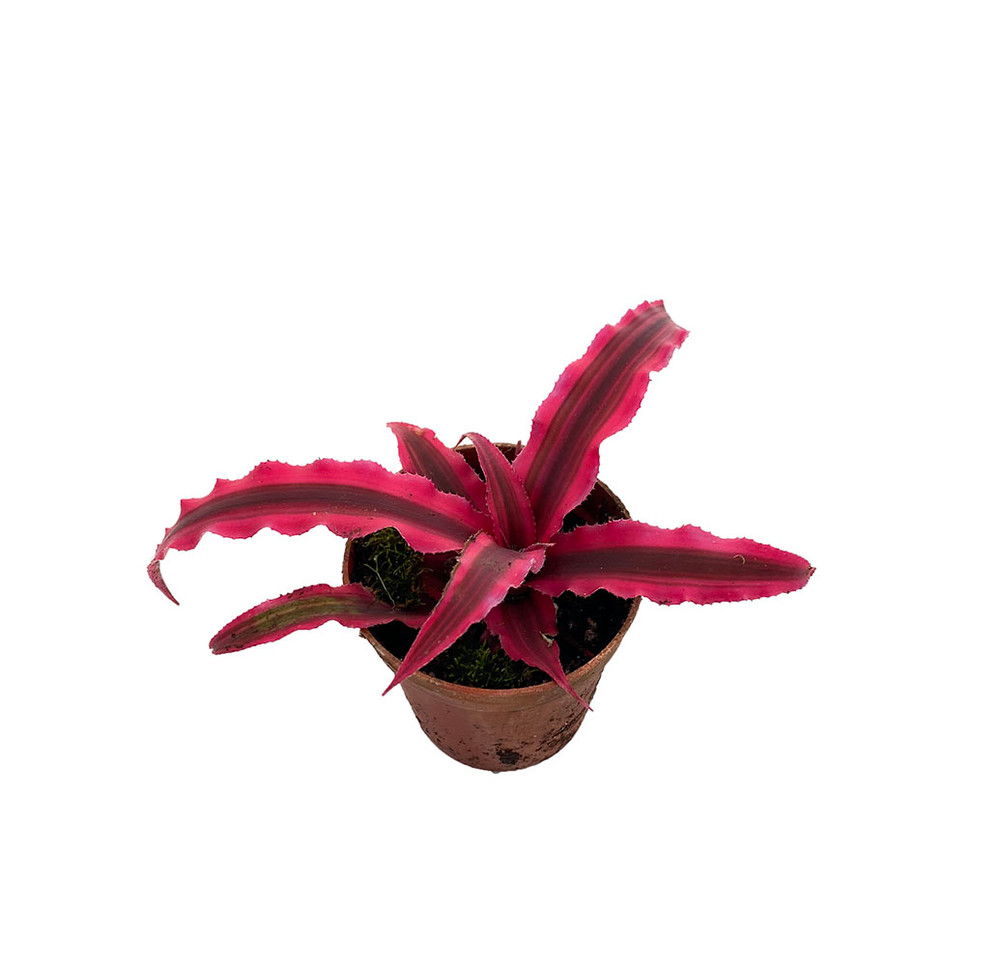 Magenta Earth Star Plant - Cryptanthus - Easy to Grow House Plant - 2" Pot