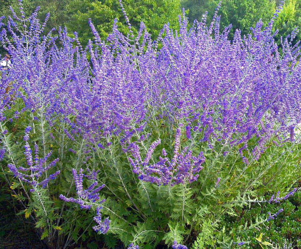 Crazy Blue Russian Sage Plant - Perovskia - Quart Pot