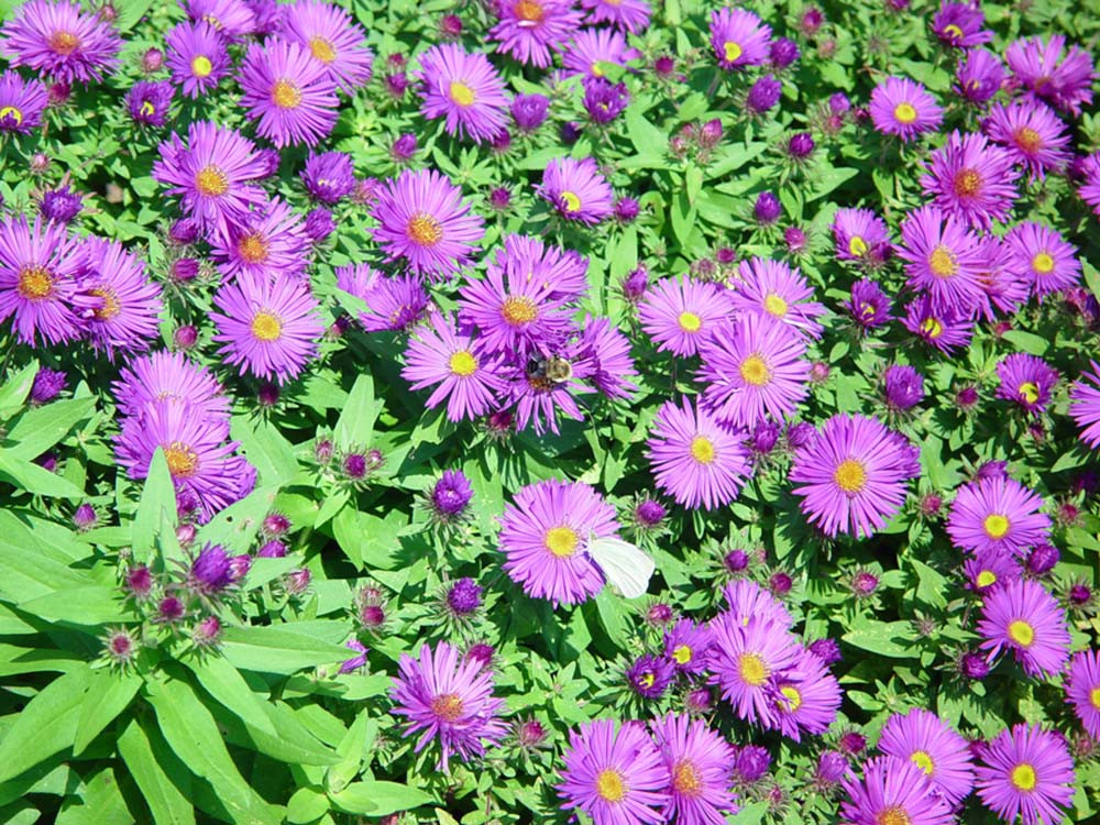 Purple Dome Fall Blooming Perennial Aster - Hardy - Gallon Pot