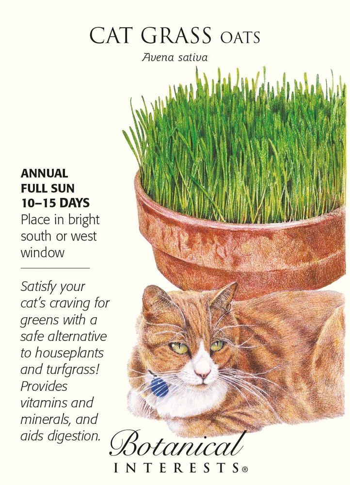 Cat Grass (Oats) Seeds - 15 grams - Botanical Interests