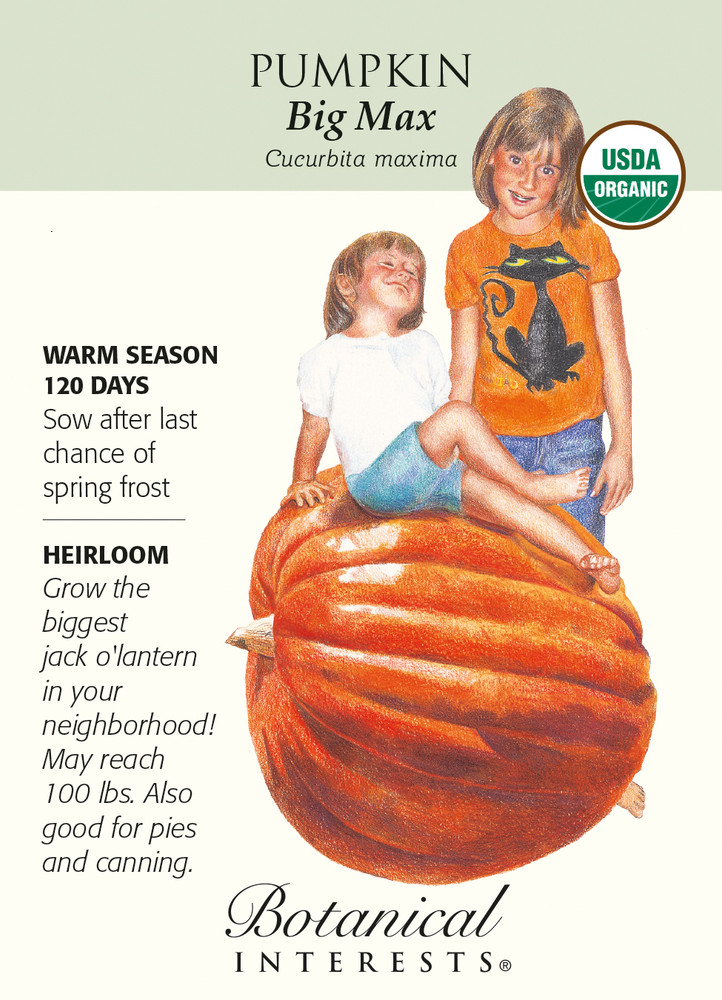 Organic Big Max Pumpkin Seeds - 4 grams