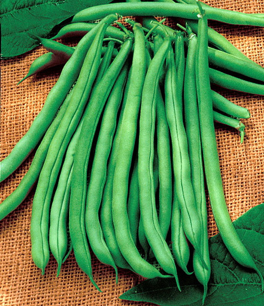 Organic Blue Lake Pole Bean Seeds - 15 grams