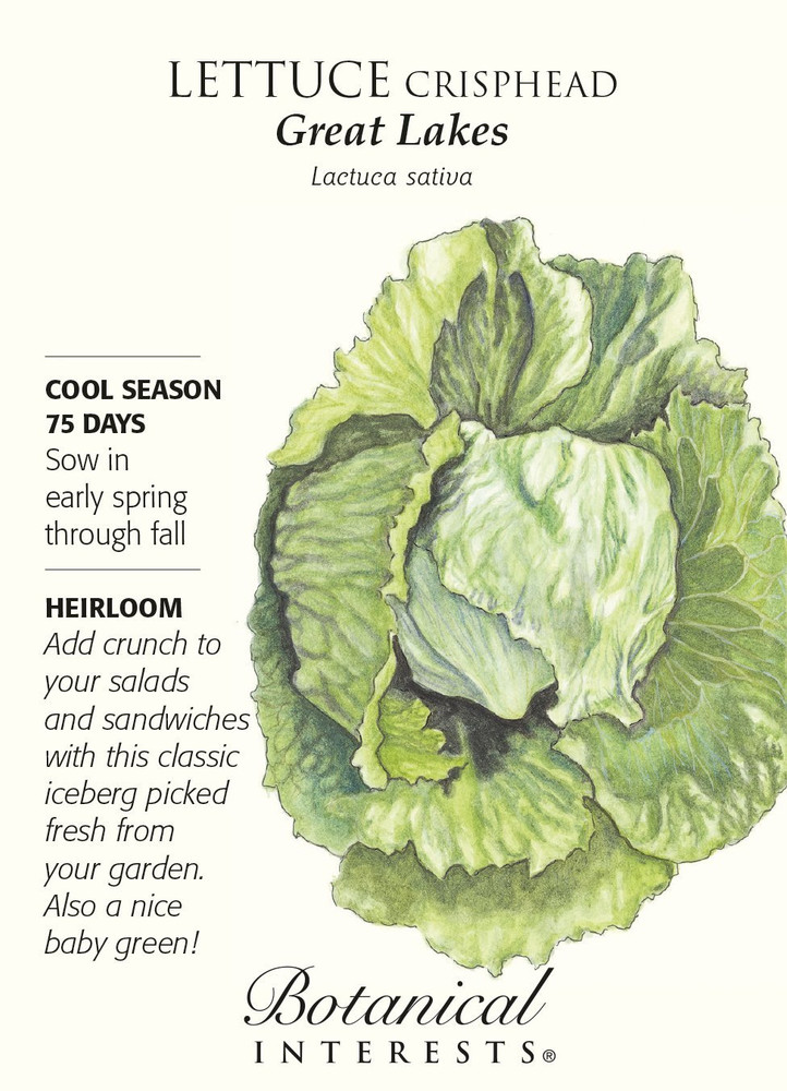 Great Lakes Crisphead Lettuce Seeds - 1 gram - Heirloom