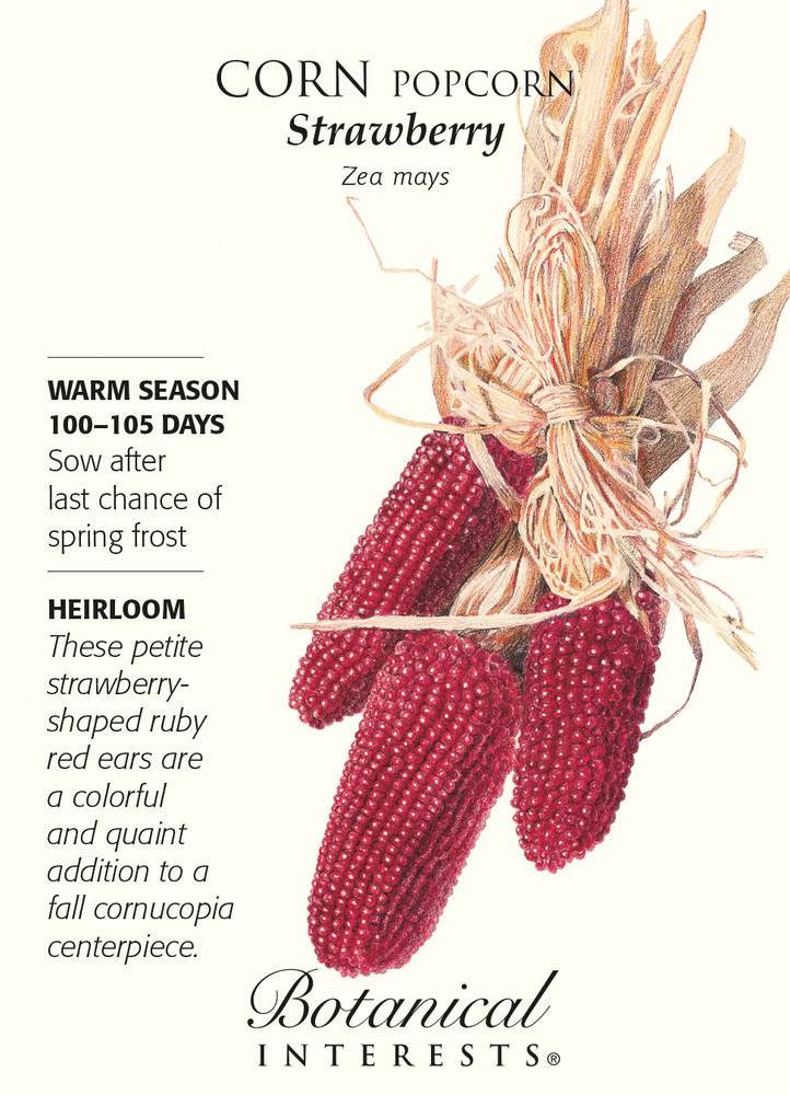 Strawberry Popcorn Ornamental Corn Seeds - 3 grams