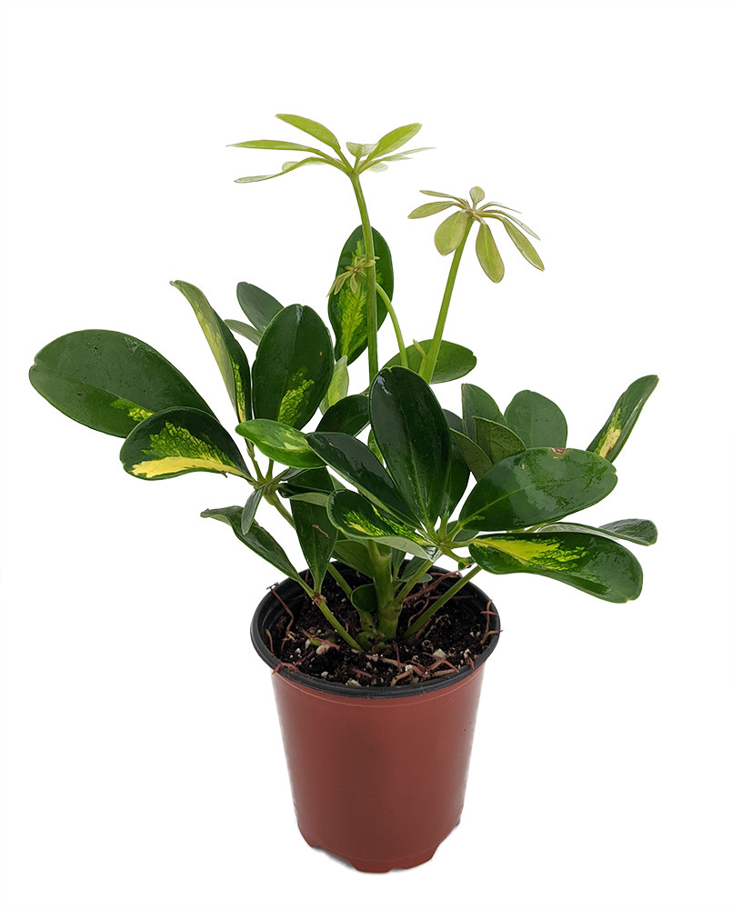 Gold & Green Hawaiian Schefflera Plant - 3.5" Pot - Great Indoors