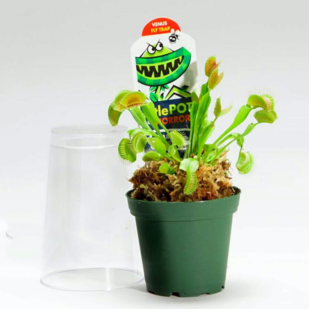 Venus Fly Trap Plant - CARNIVOROUS - Dionaea - 3