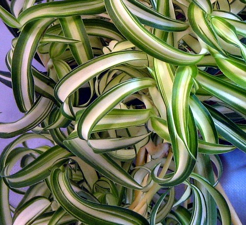 Bonnie Curly Spider Plant - Clean Air Plant - 4