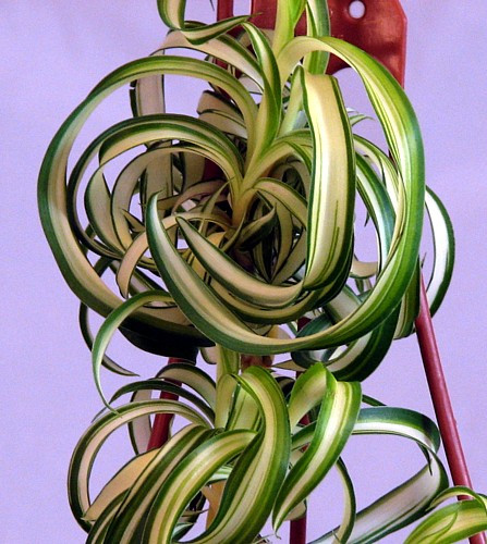 Bonnie Curly Spider Plant - Clean Air Plant - 4