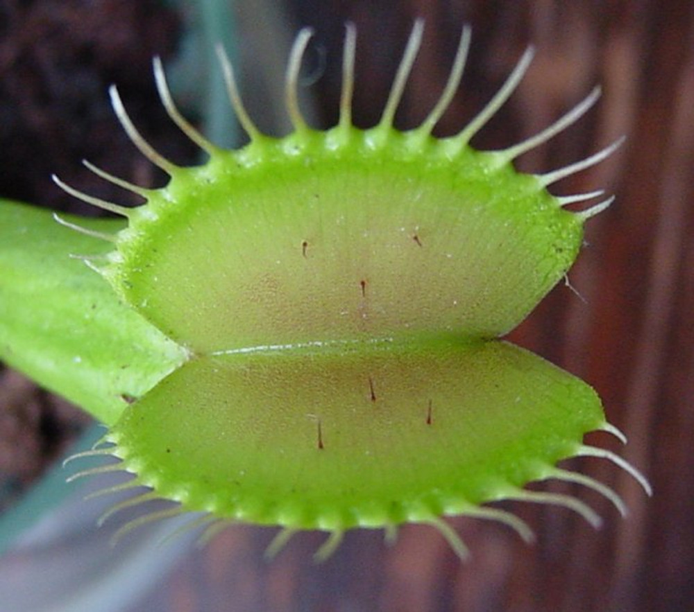 Venus Fly Trap Plant - CARNIVOROUS - Dionaea - 2" Pot Venus Fly Trap Plant - CARNIVOROUS - Dionaea - 2" Pot