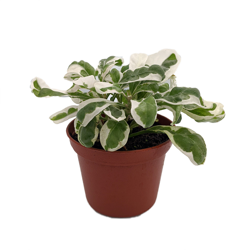 White Carpet St. Joseph's Coat Plant - Alternanthera ficoidea - 2.5" Pot