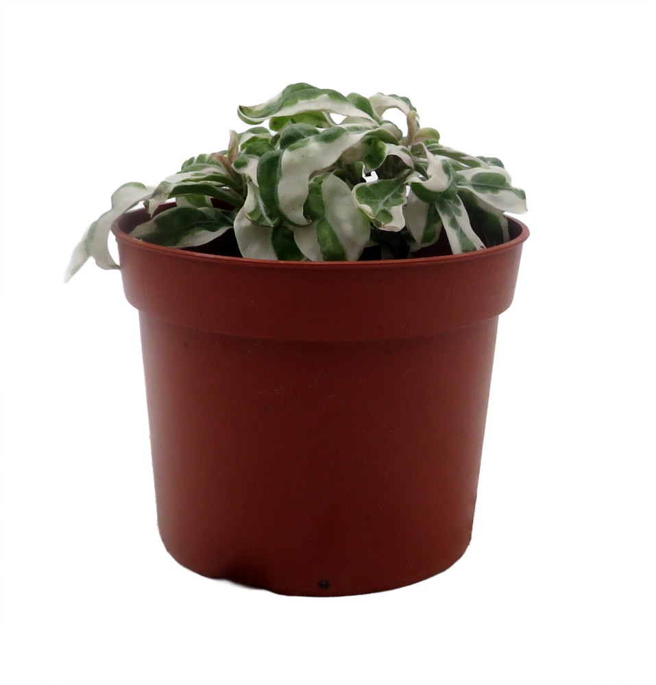 White Carpet St. Joseph's Coat Plant - Alternanthera ficoidea - 2.5" Pot