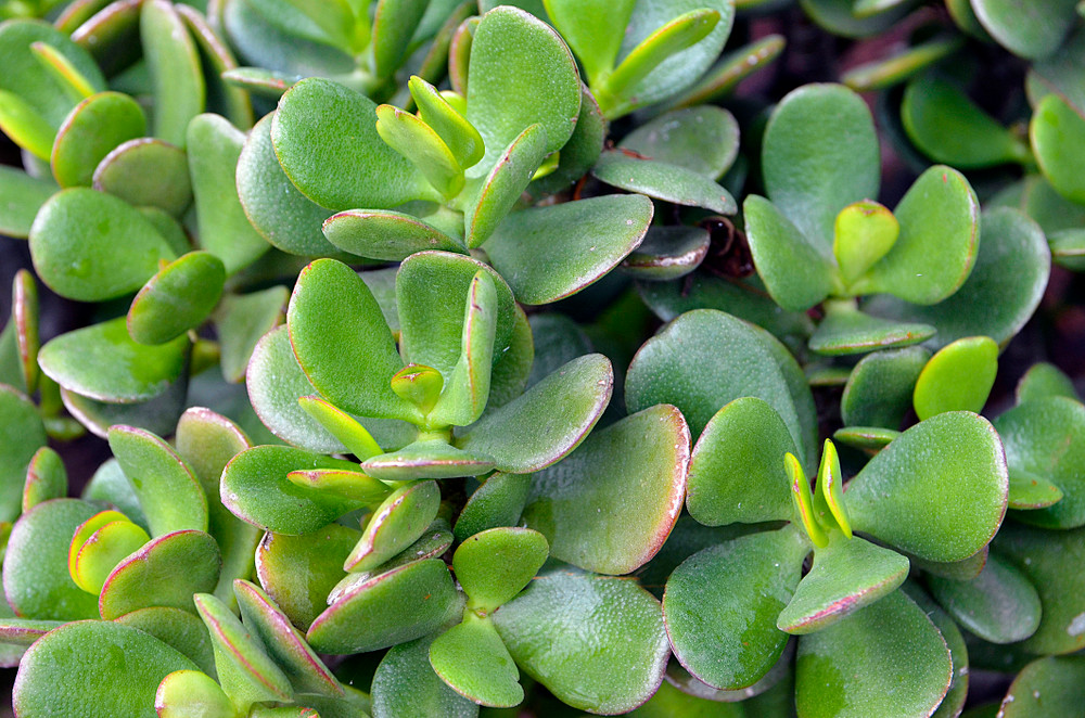 Jade Plant - Crassula ovuta- 4" Pot
