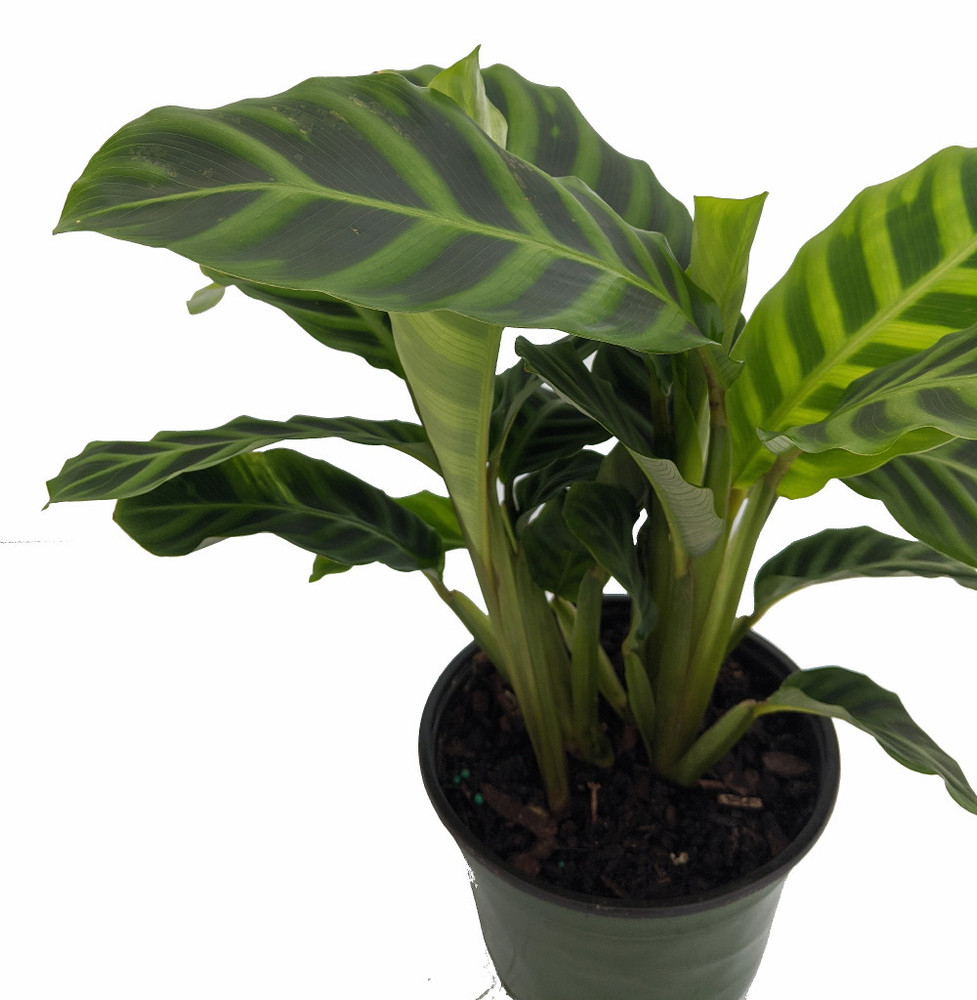 Calathea zebrina -Zebra Peacock Plant - Easy House Plant - 4" Pot