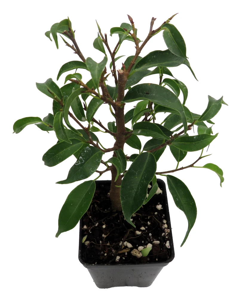 Mini Lucie Weeping Fig Tree - 2.5" Pot - House Plant or Bonsai