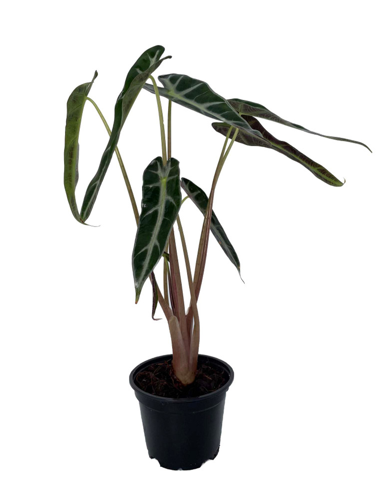 Bambino African Mask Plant - Alocasia - Houseplant - 4" Pot