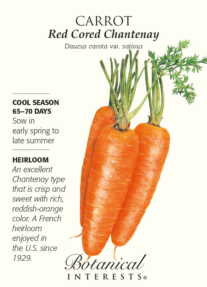 Red Cored Chantenay Carrot Seeds - 1 gram