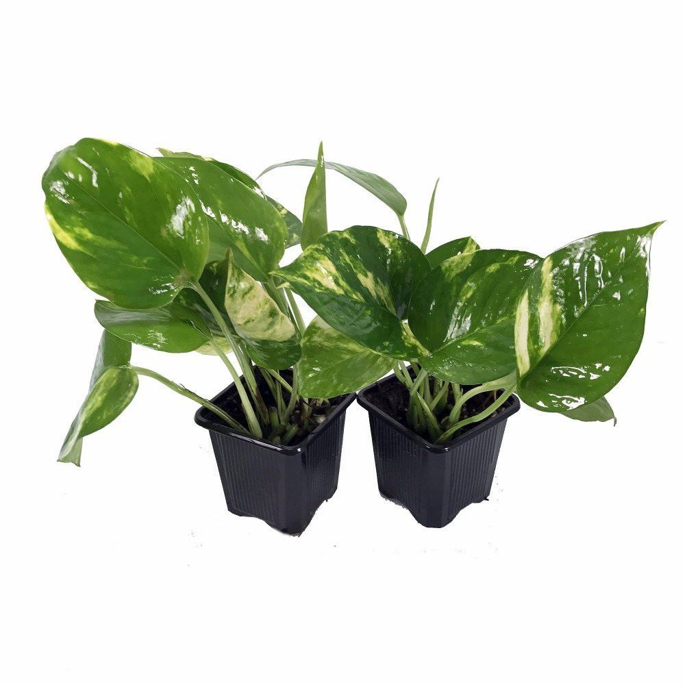 Golden Devil's Ivy - Pothos - Epipremnum - 2 Plants - 3" Pot - Very Easy to Grow