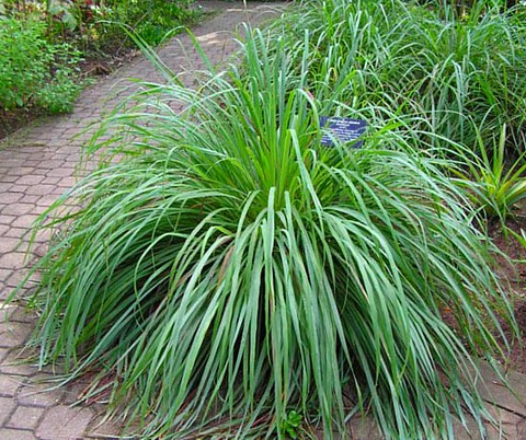 Ohio Grown Lemon Grass Plant - Cymbopogon  - 4" Pot