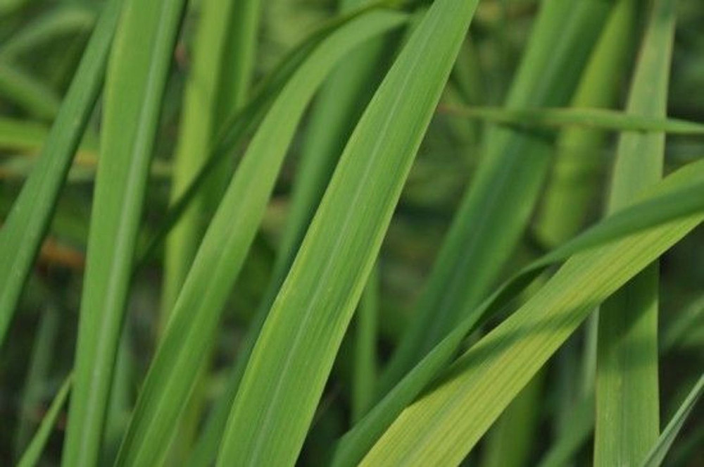 Ohio Grown Lemon Grass Plant - Cymbopogon  - 4" Pot