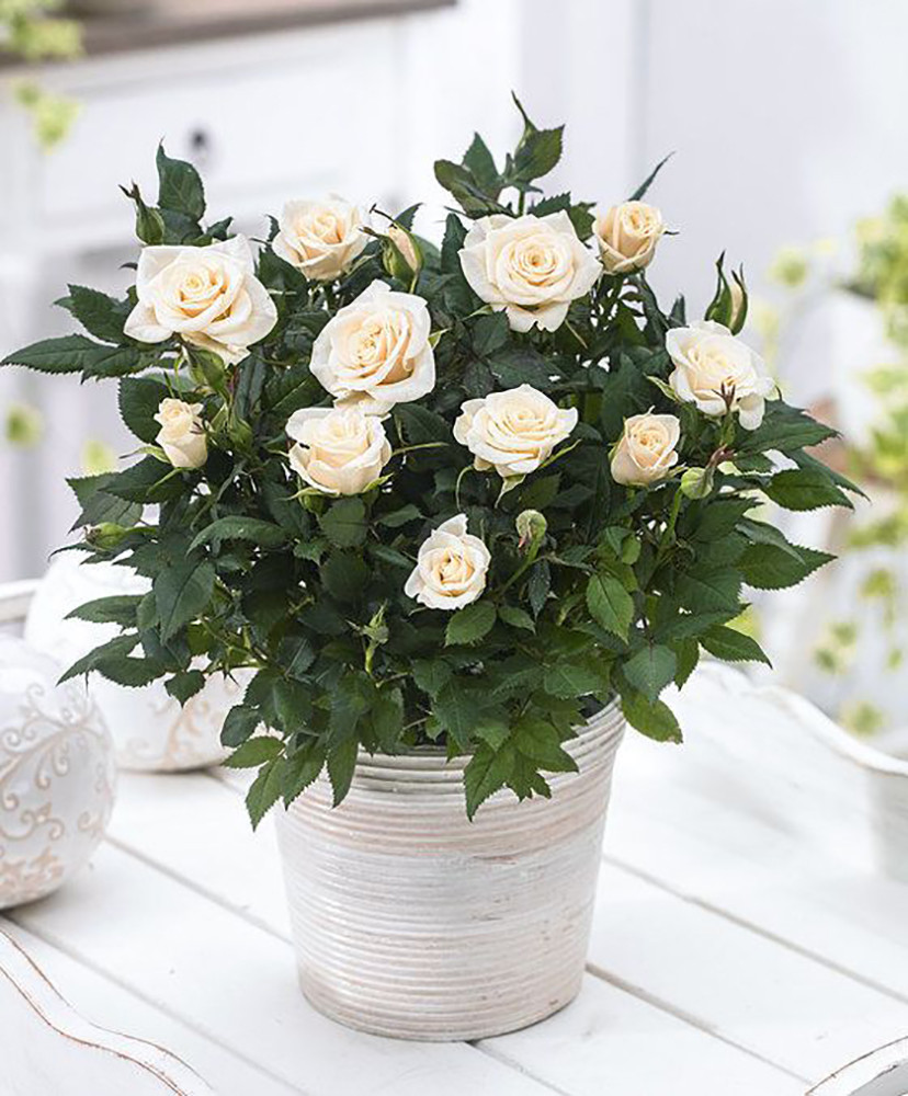Parade® Freja™ Miniature Rose Bush - Fragrant - NEW for 2021 - 2.5" Pot
