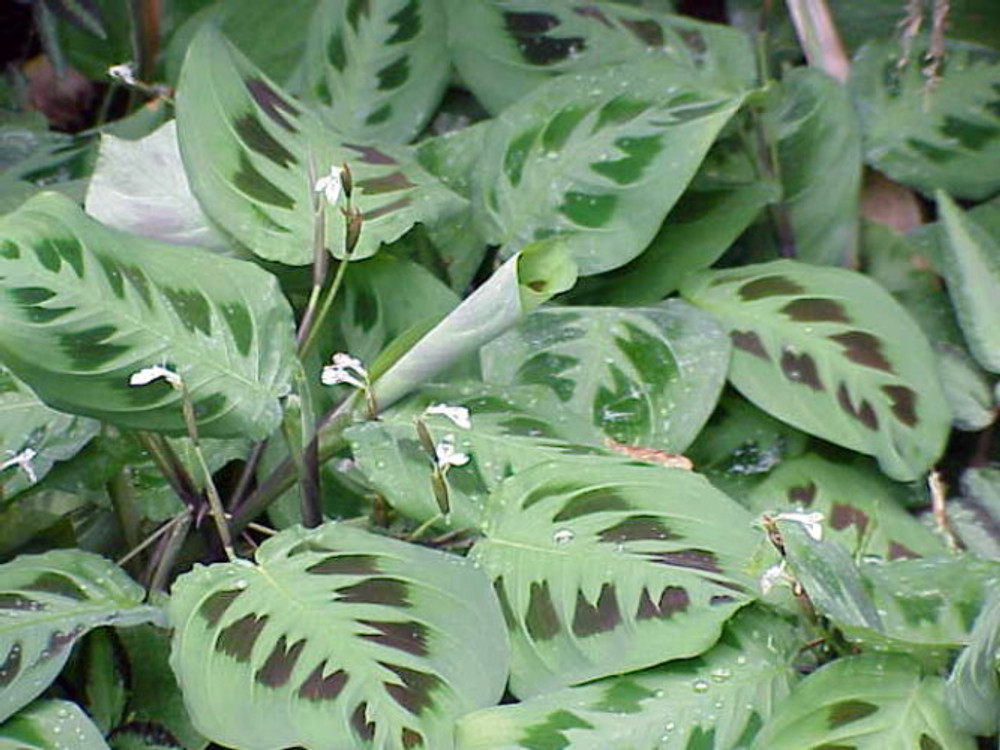 Hirt's Green Prayer Plant - Maranta - Easy to grow - 4" Pot