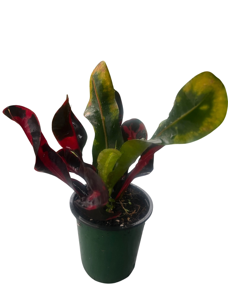 Mamey Croton - 4" Pot - Colorful House Plant