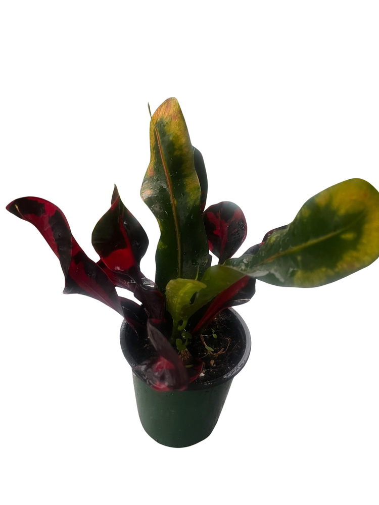 Mamey Croton - 4" Pot - Colorful House Plant