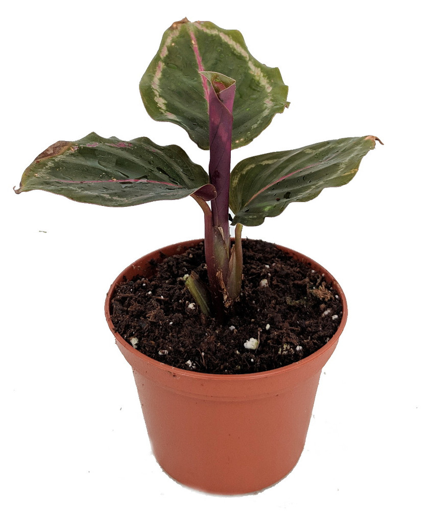 Medallion Prayer Plant - Calathea - Easy House Plant - 2.5" Pot