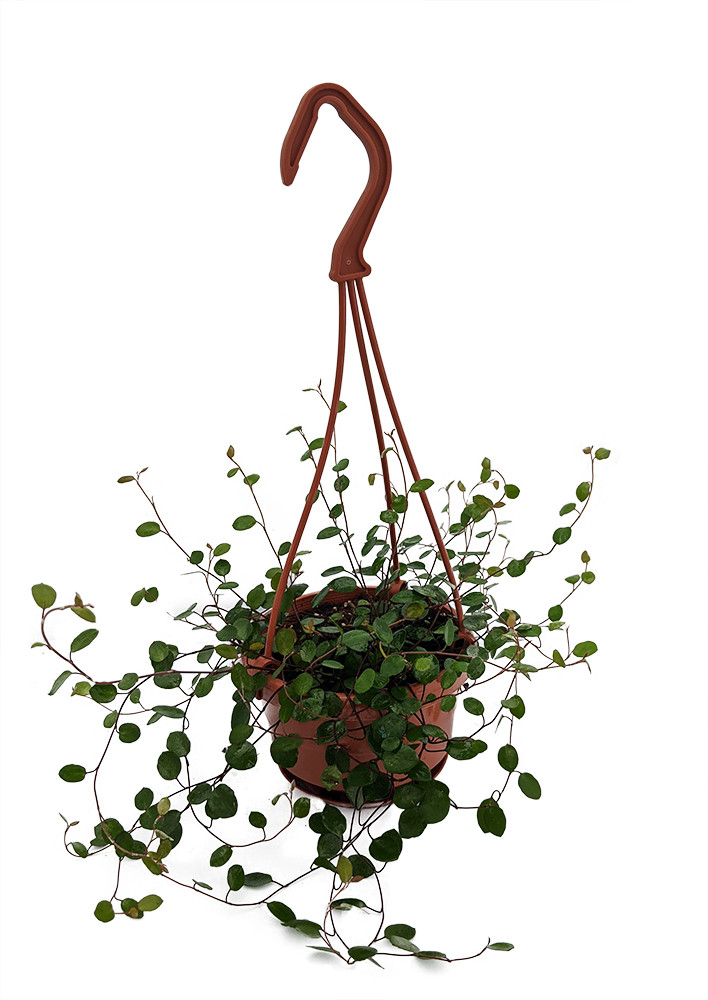Biblical Angel Vine - Muehlenbeckia - House Plant - 4" Mini Hanging Basket